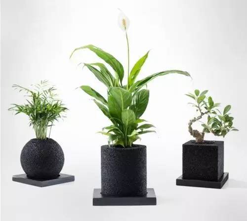 怎么除甲醛靠得牢？竹炭、植物成***“騙局”
