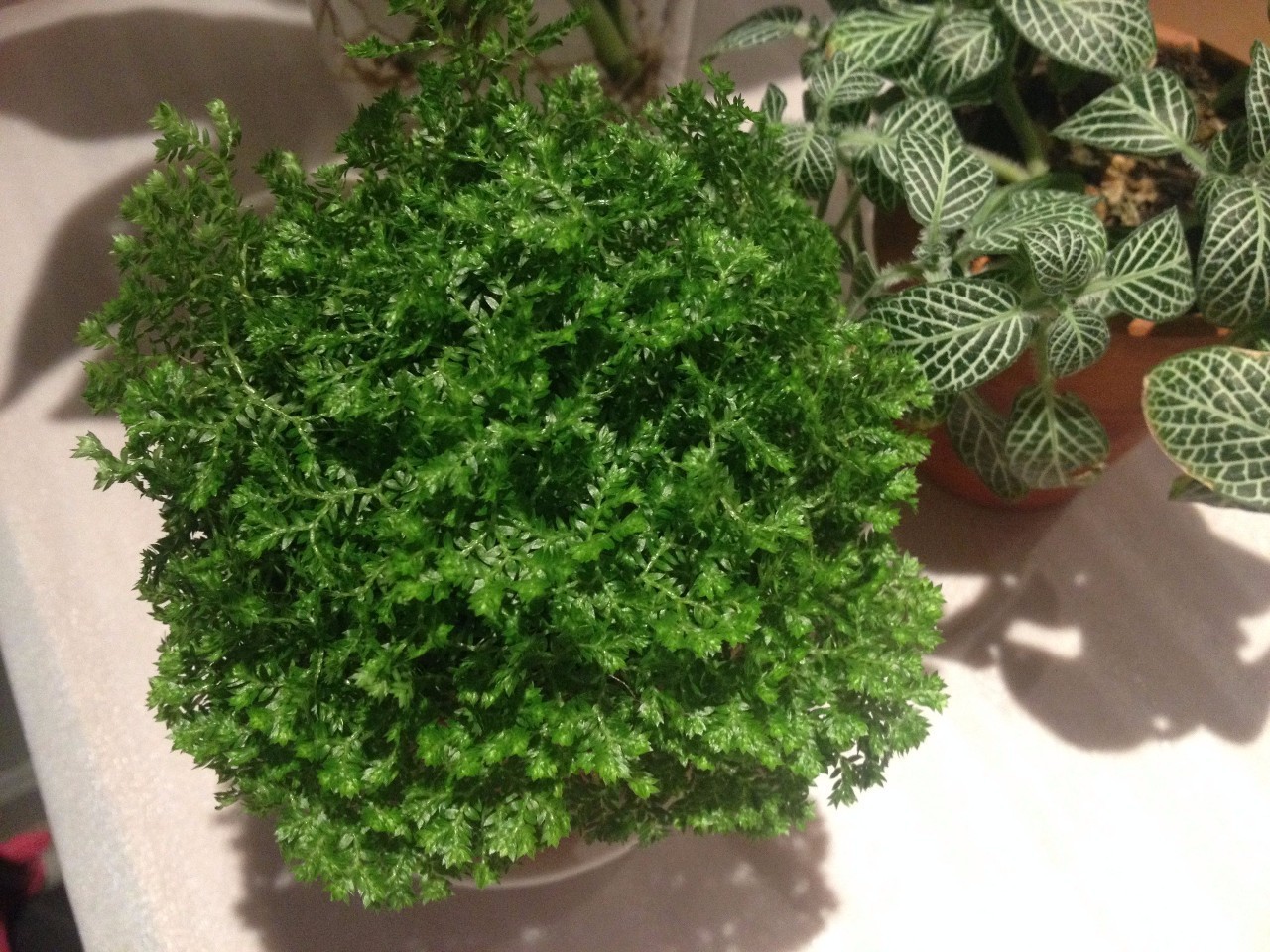 怎么除甲醛靠得牢？竹炭、植物成***“騙局”