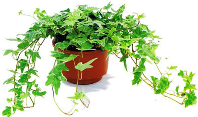 記住這四條規(guī)則，巧用植物甲醛治理！