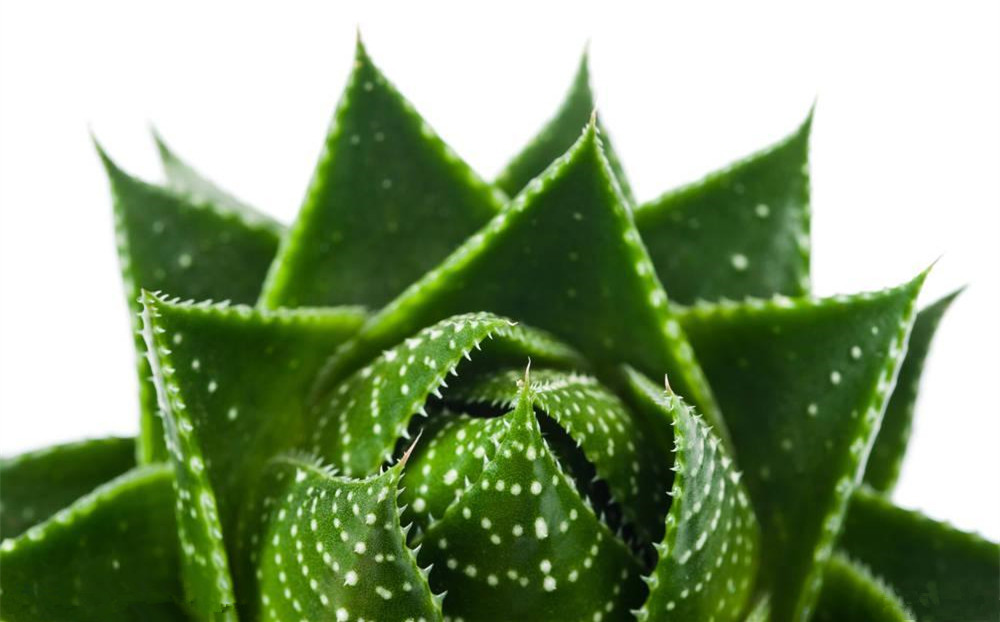 記住這四條規(guī)則，巧用植物甲醛治理！