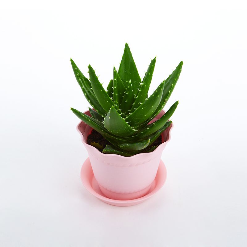 去除房間甲醛的植物有哪些？
