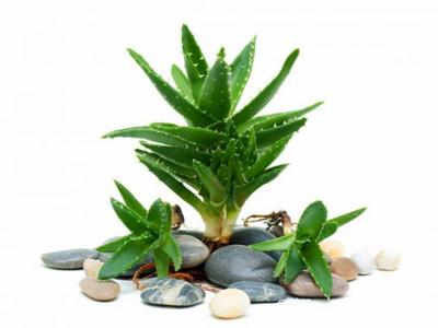 去除房間甲醛的植物有哪些？