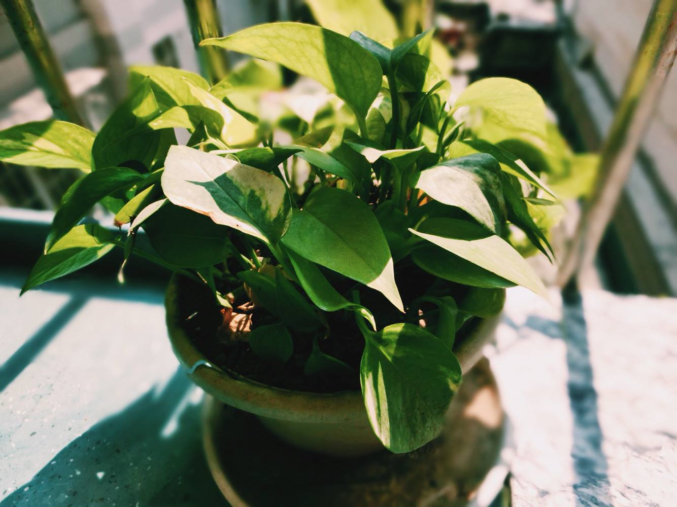 植物能治理甲醛嗎？科學使用植物很重要