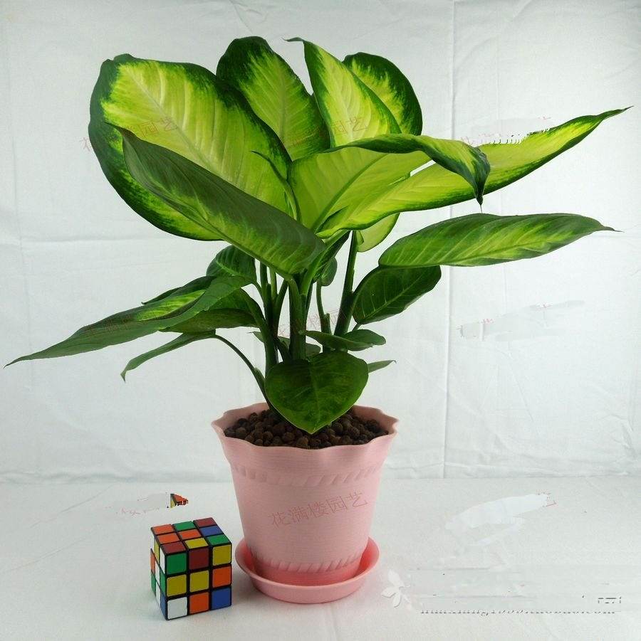 哪些植物可以除甲醛，本事***呢？