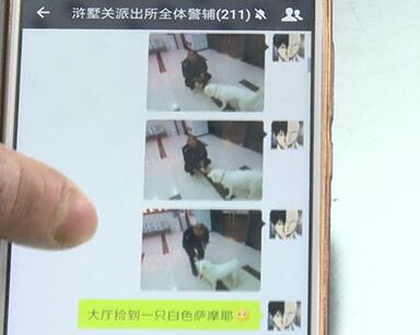有問題找警察，薩摩耶派出所報案，不注意這件事，對狗狗致命，警察蜀黍卻幫不上忙！