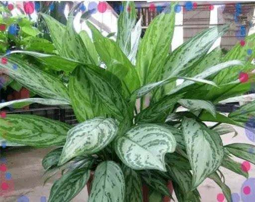 什么植物可以凈化空氣？