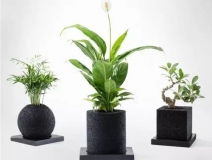 怎么除甲醛靠得牢？竹炭、植物成最大“騙局”