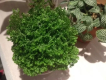 這幾種植物擺家中，空氣清新一整年！