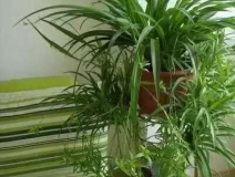 除甲醛，竹炭綠植不給力