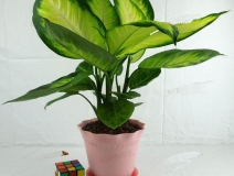 哪些植物可以除甲醛，本事最大呢？