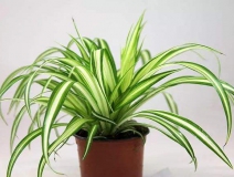 去除甲醛的綠植有哪些?你家里有嗎？