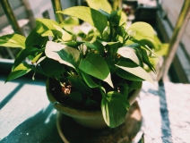 植物能治理甲醛嗎？科學使用植物很重要