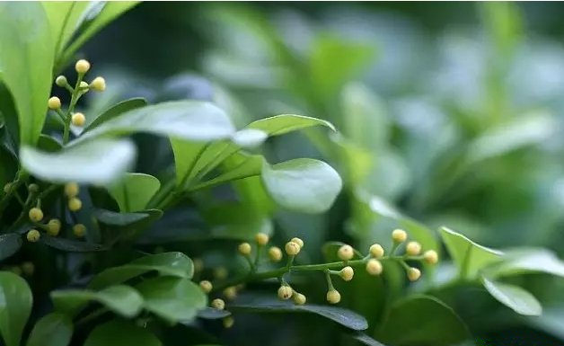 活性炭除甲醛有效嗎？